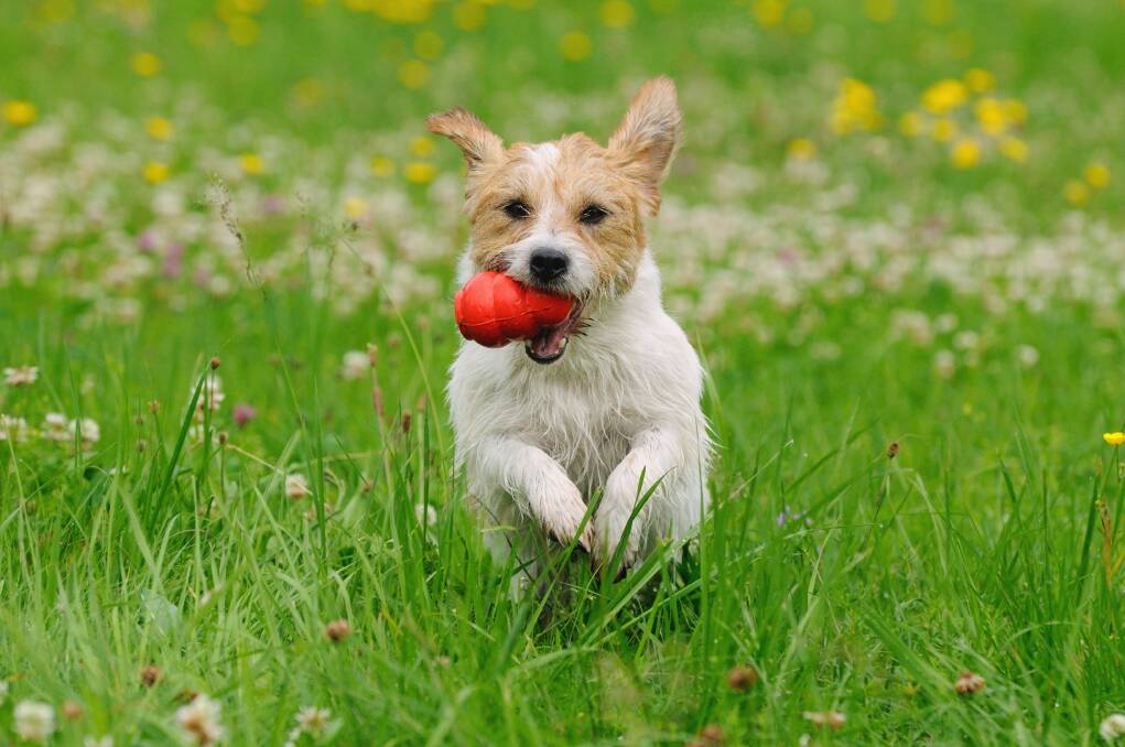 Tips on playing it safe with pooches