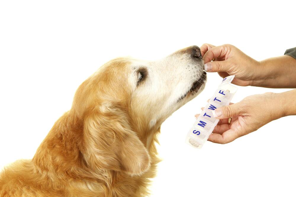 SPECIAL K: After an initial injection, dogs often need a long course of Vitamin K tablets.