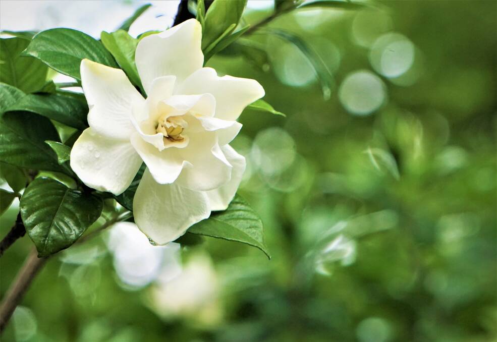 Growing gardenias in containers protects from root knot nematodes.