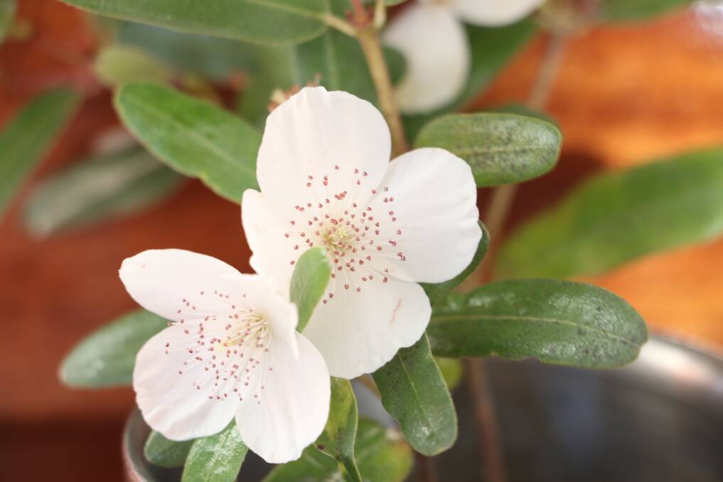 Euchryphia lucida, or the leatherwood tree, is responsible for some of the best, if not the best, honey in the world.