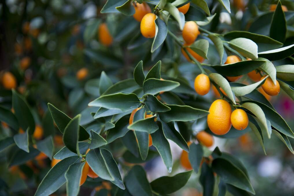 TOUGH BEAUTIES: Cumquats are decorative, evergreen and very hardy.