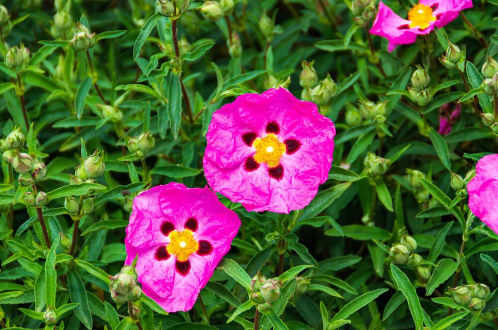 The rock rose thrives on neglect and produces stunning pink flowers.