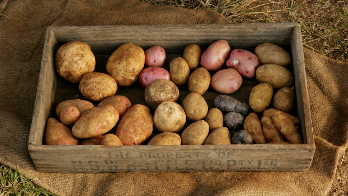 The potato is a diverse and versatile vegetable that is a staple of our diets.