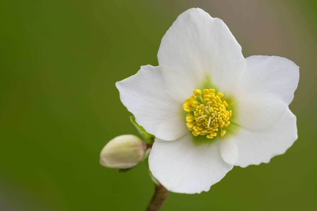 Hellebore niger is also known as the Christmas rose and traditionally has delicate white flowers.