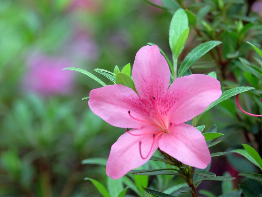 Dramatically increase the number of azaleas in your garden by propagating cuttings from your favourite trees.