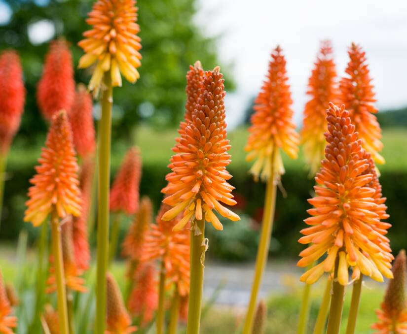 Red hot pokers are longer-lived perennials that grow in dry shade.