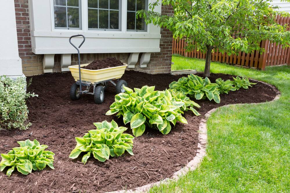 Mulch helps retain water and should be well-rotted to preserve nitorgen.