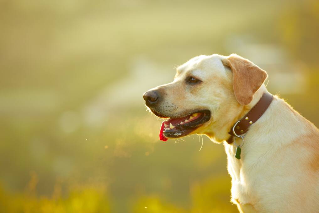 TAKE NOTE: Changes to your pet's breathing can indicate something serious.