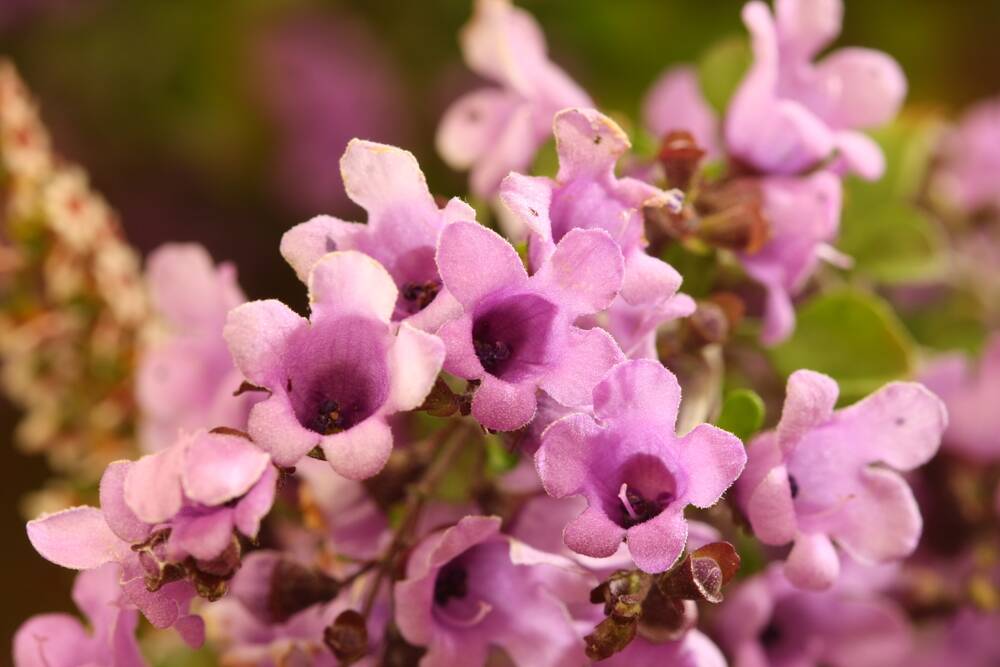 Prostanthera rotundifolia or native thyme can be used in cooking like traditional thyme.