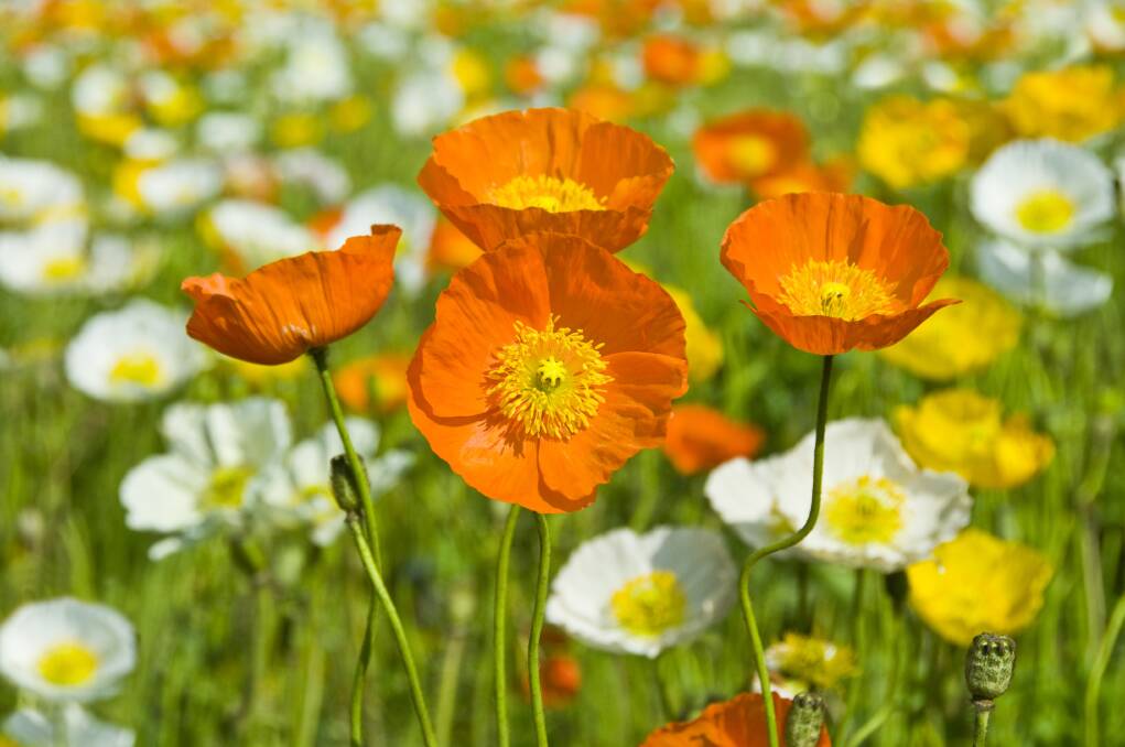It's time to lay the groundwork for a beautiful late autumn or winter display of Iceland poppies.