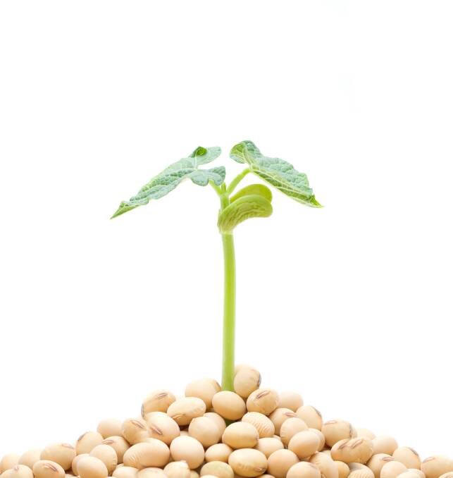 BEANEFITS: Soybeans are grown across the globe and contain one of the highest protein levels of any legume. They are used for everything from animal feed to tofu.