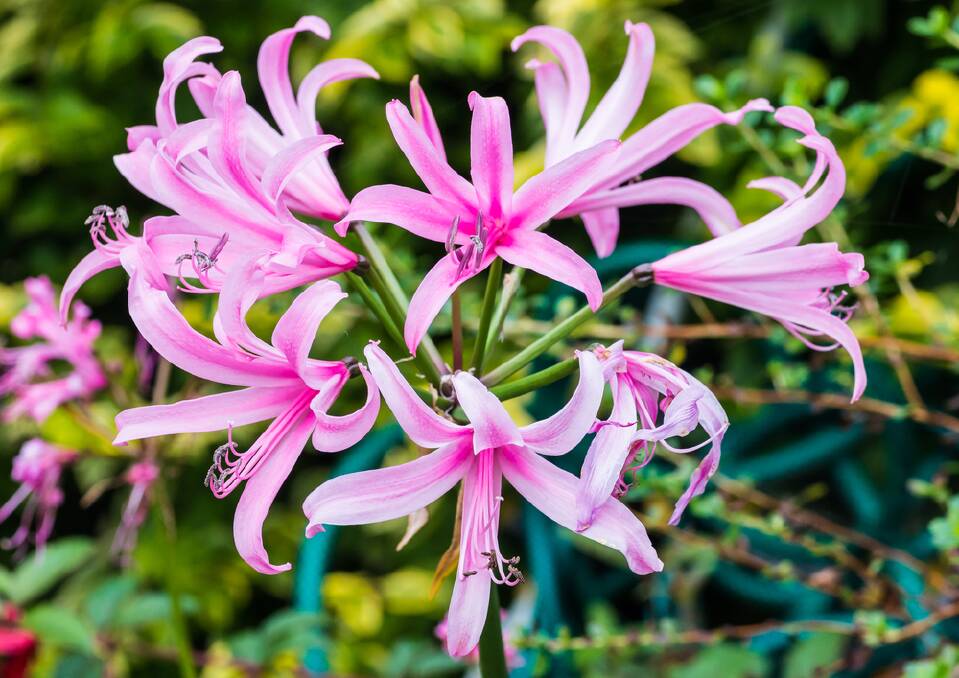 Nerines are considered miniature versions of the belladonna lily.