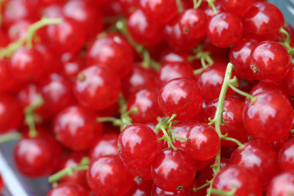 Beautiful berries including red, white and black currants are in nurseries now ready for planting.