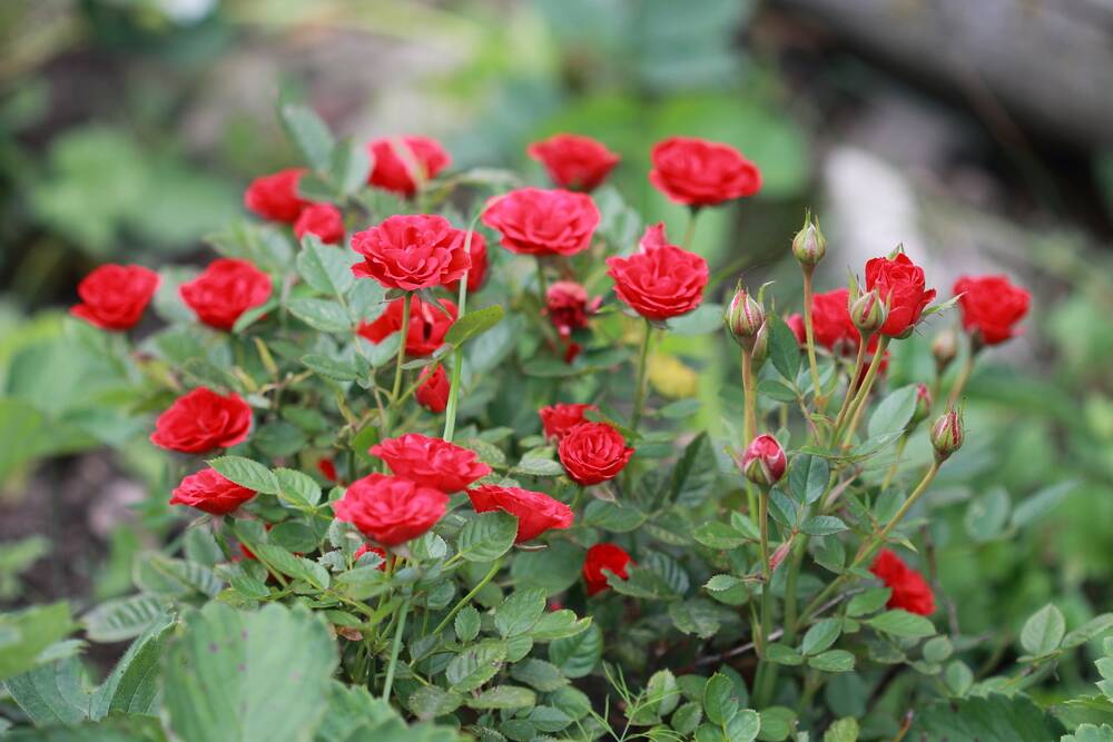 Miniature roses are as varied as standard roses in terms of colour and form. 