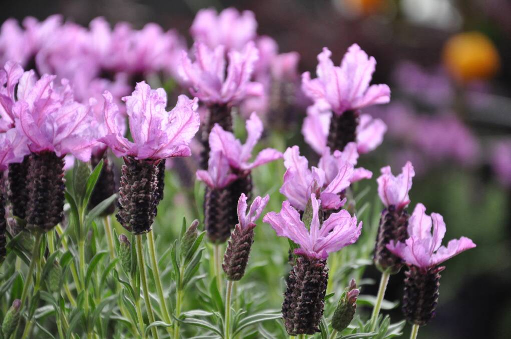 Lavender is not only stunning to look at but fills the air with its delightful perfume.