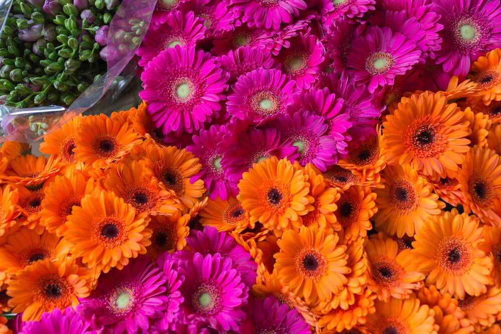 Gerberas suffer from a virus which causes them to produce short-petalled flowers. There is no cure and infected plants should be destroyed.