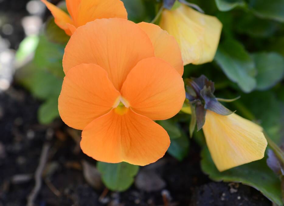 Delightful orange pansies complement a range of other flowers.