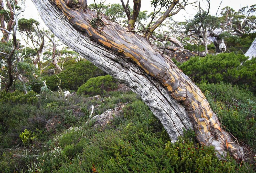 Snow gums are a wonderful choice for shade and natural mulch.