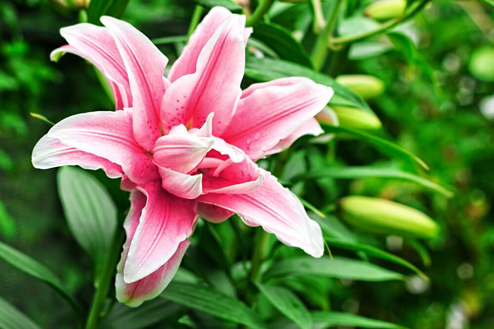 The exotic Oriental lilium blooms from January through to March.