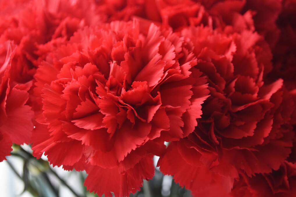 EVERGREEN: The carnation is a traditional, classic beauty and an eternal tribute to mothers everywhere. Pictures: Shutterstock 