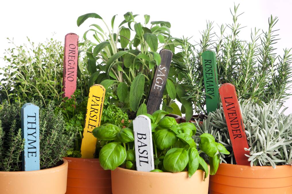 Consider creating a compact garden of either vegetables or herbs.