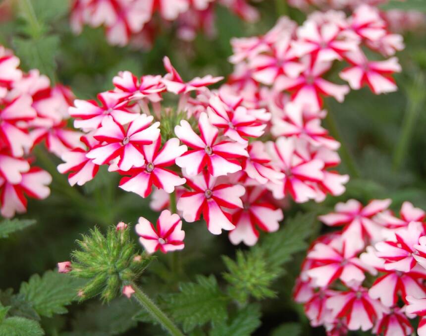 Verbenas are experiencing a come back, and it's little wonder with varieties like Candy Cane. 