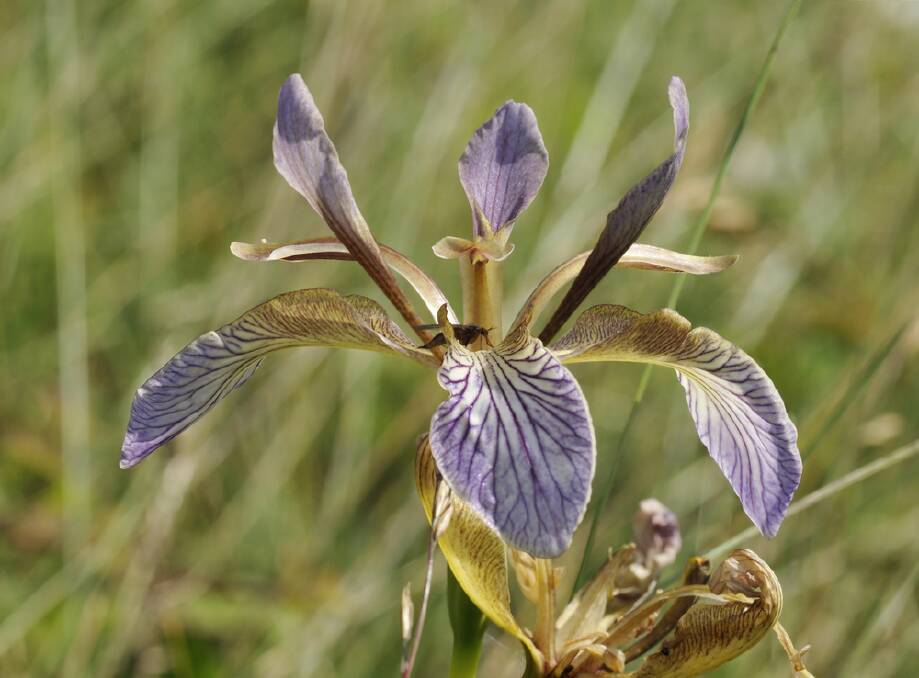 Iris foetidissima puts on a display of showy seed heads.