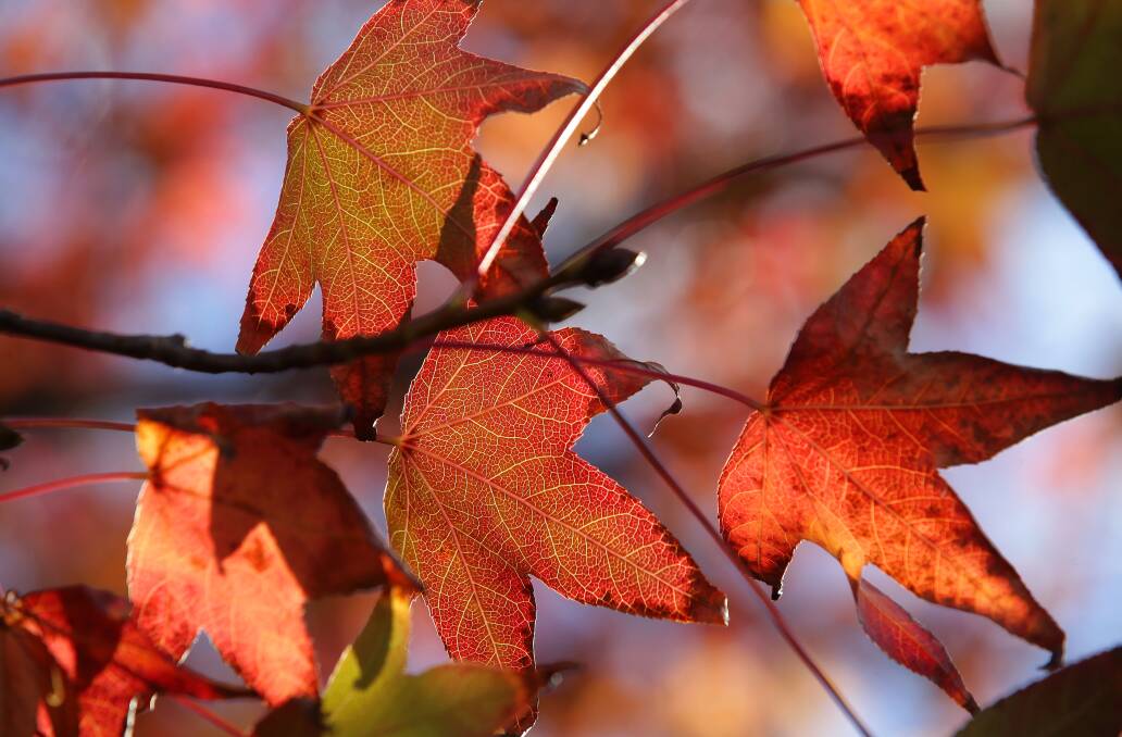 Autumn leaves can continue to give back to the garden for months to come. Picture: John Veage
