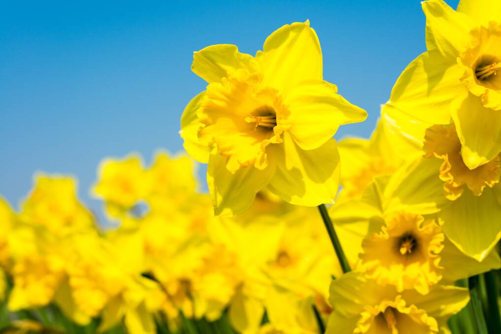 ANNOUNCEMENT: Daffodils are always a sure sign that spring has arrived, lifting hearts and gardens with their brilliant colour.