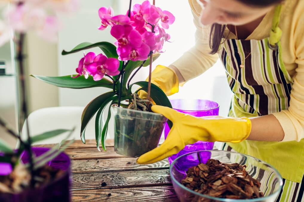 AFFORDABLE: The tissue culture process has been a boon for orchid lovers as it keeps costs down. Pictures: Shutterstock