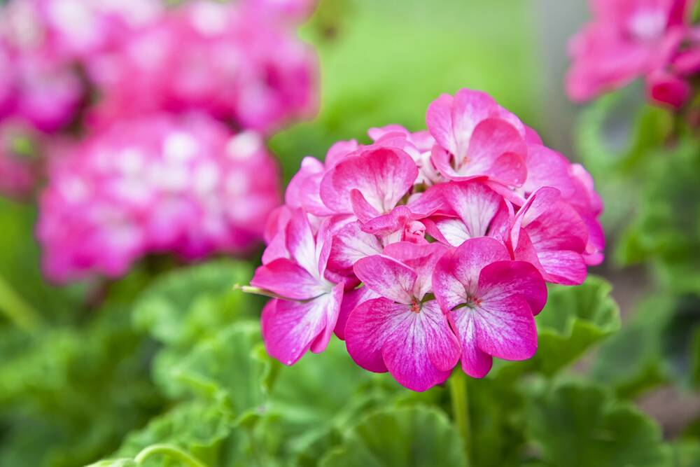 The hardy geranium resists the usual array of pests.