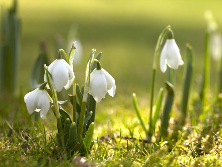 The snowdrop may belong to the same family as the snowflake but there are some very distinct differences between the two.