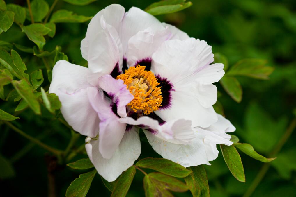 Peonies like cooler climates and while the old varieties are spectacular, the newer varieties have much to recommend them.