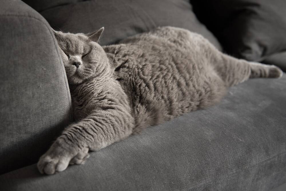 RISKS: Overweight, middle-aged cats that don't get a lot of exercise are common sufferers of feline diabetes.