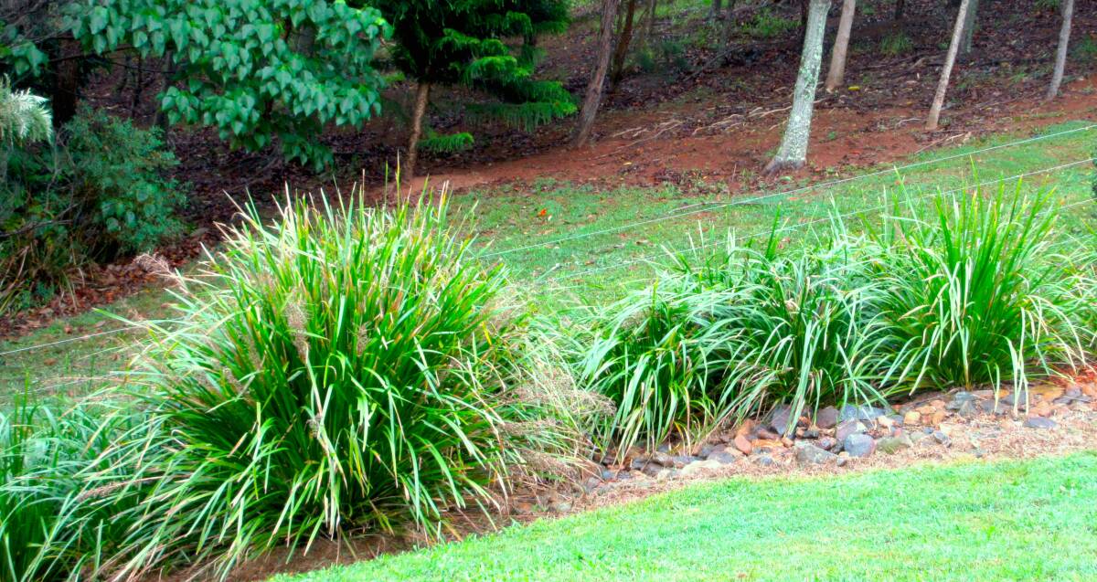 Ornamental grasses bring a soft and subtle dimension to your garden.