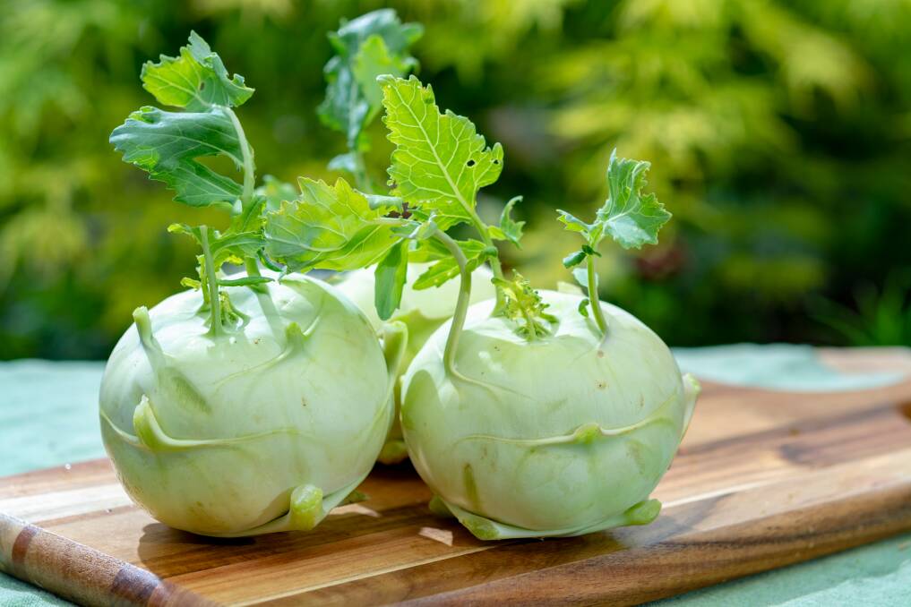 CHILLED OUT: Brassicas like kohlrabi relish the short days and cool conditions of autumn, making it the perfect time to plant them.