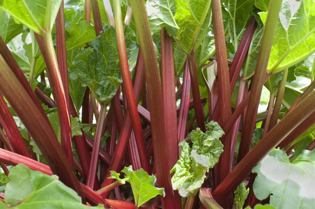 Rhubarb needs plenty of water during summer as well as nitrogen-rich fertiliser.