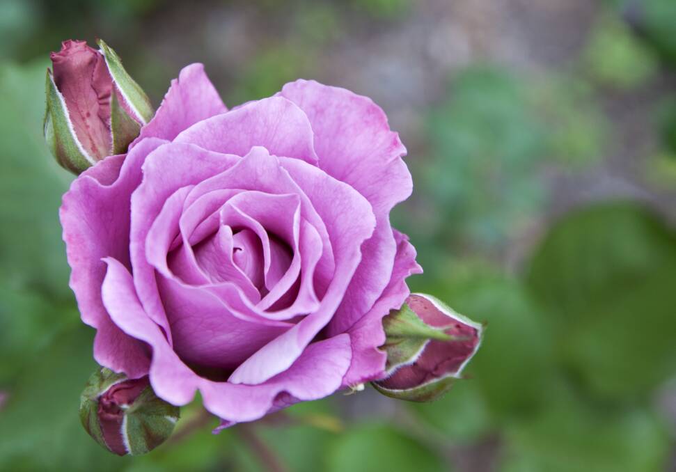 Les Hodge | Roses a timeless choice for any garden | The Examiner |  Launceston, TAS