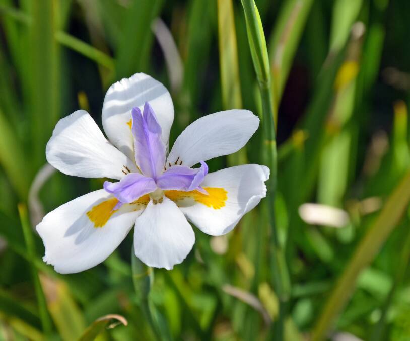 SUN WORSHIPPER: The Dietes loves the sun and blooms for months in summer. It's suited to wild gardens, play areas and public spaces due to its resilience.