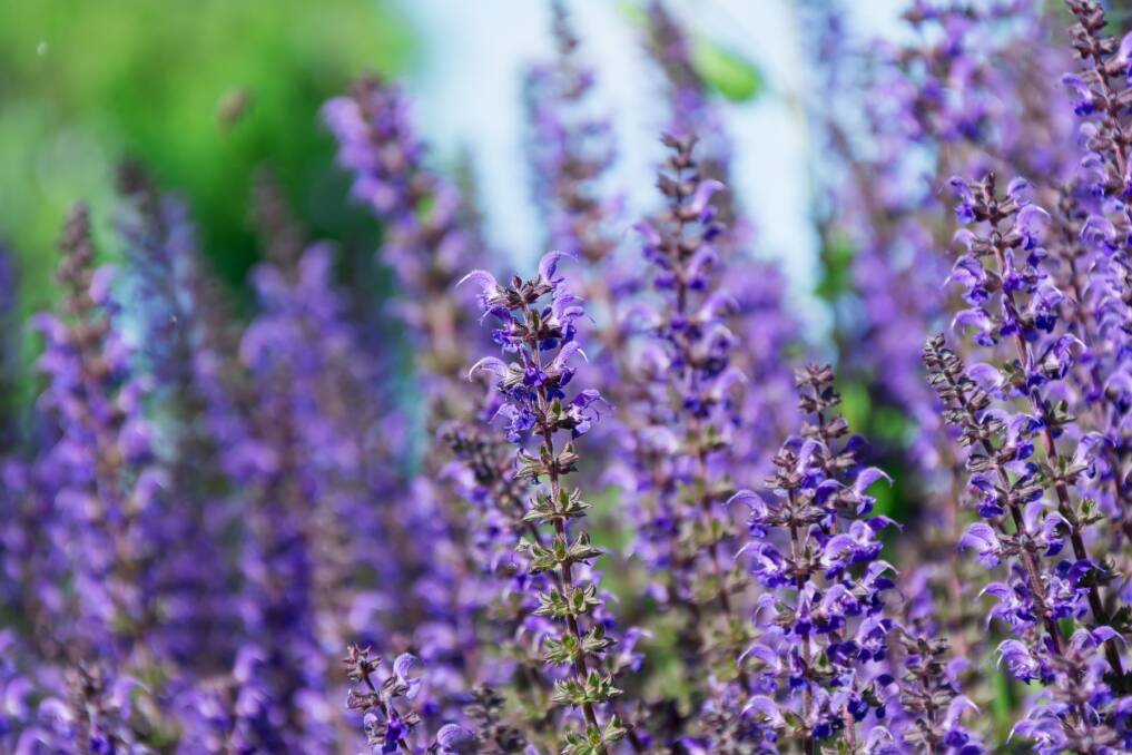 The versatile salvia comes in a range of shapes, sizes and colours.
