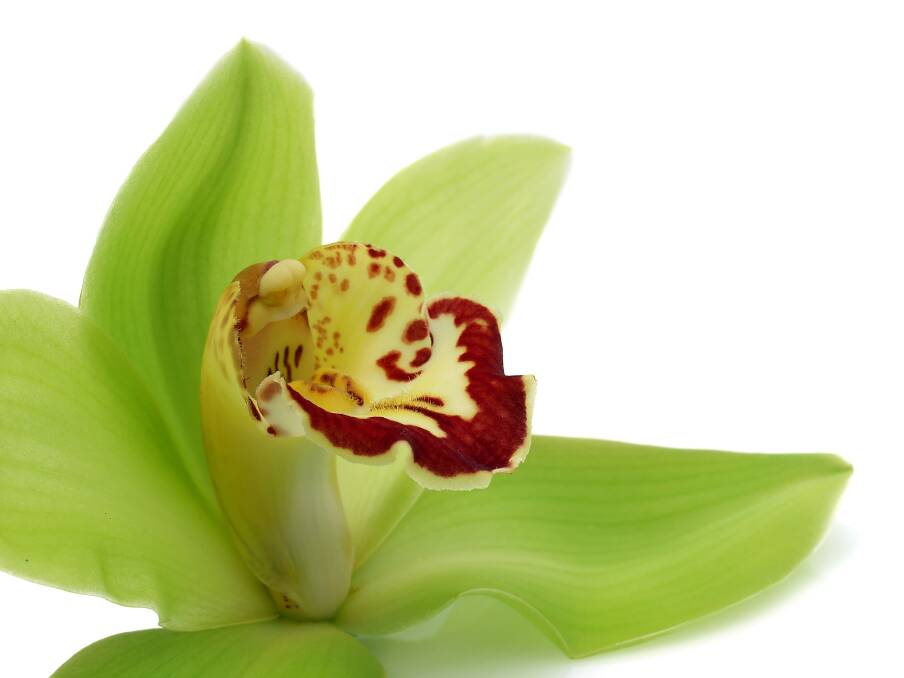 When orchids finish flowering, trim off dead stems and move to a less prominent position.