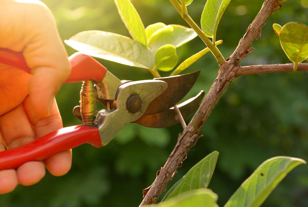 When pruning you need to understand the plant before making that first cut.