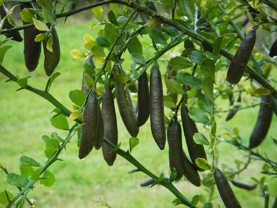 Finger limes are an Australian native with a unique taste.