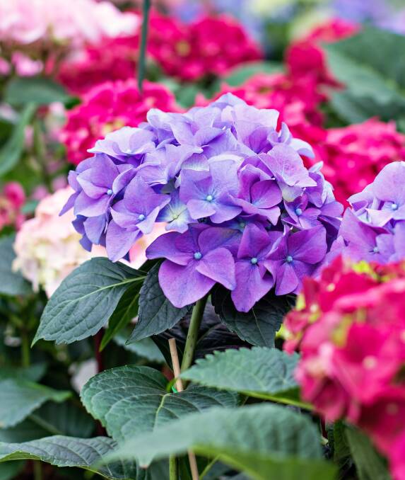 Depending on where you live, hydrangeas can be pruned between June and July.