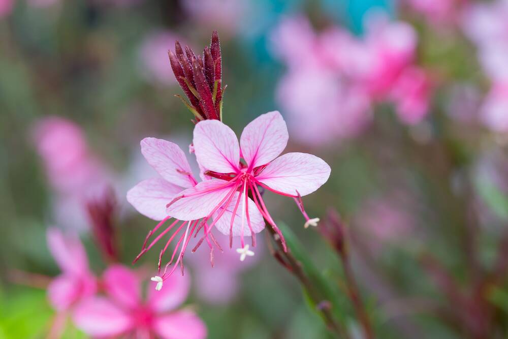The gaura is not as delicate as it appears, tolerating a wide range of soils and frost.
