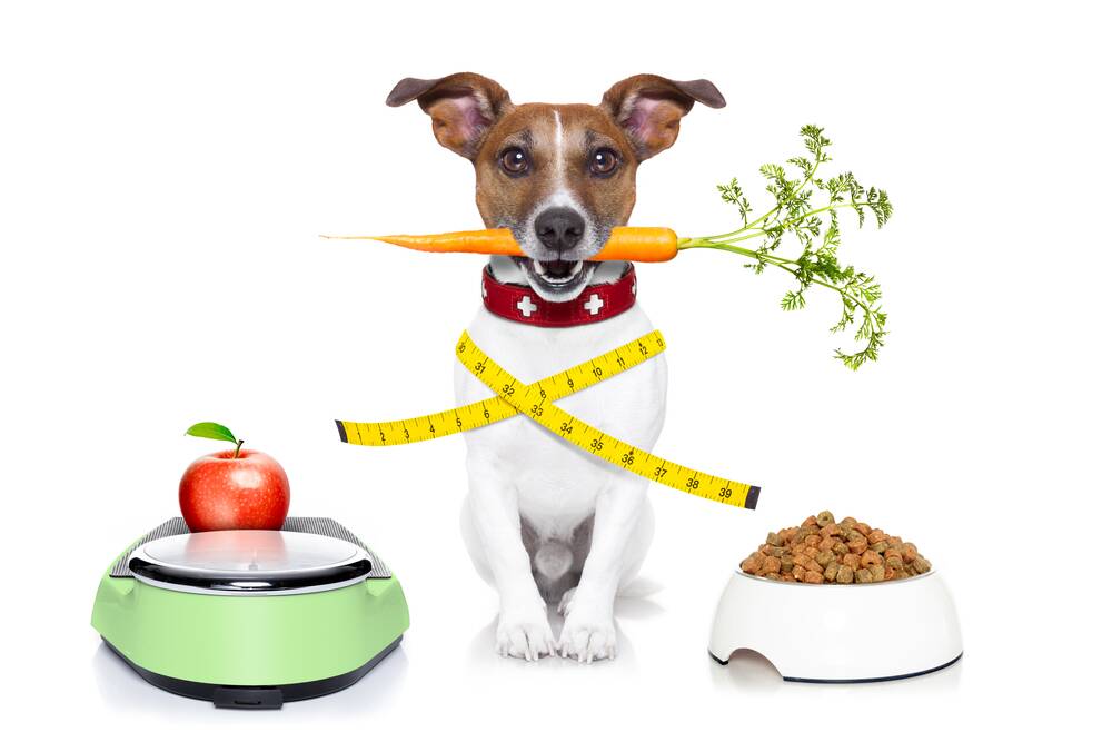 RESEARCH: Take the time to look at exactly what your pet is eating.