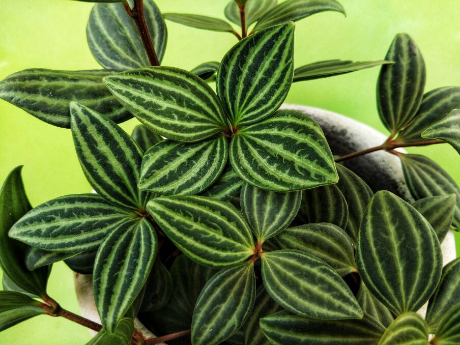 PROLIFIC: Peperomia puteolata or watermelon peperomia is one of dozens of peperormias with new varieties discovered regularly.