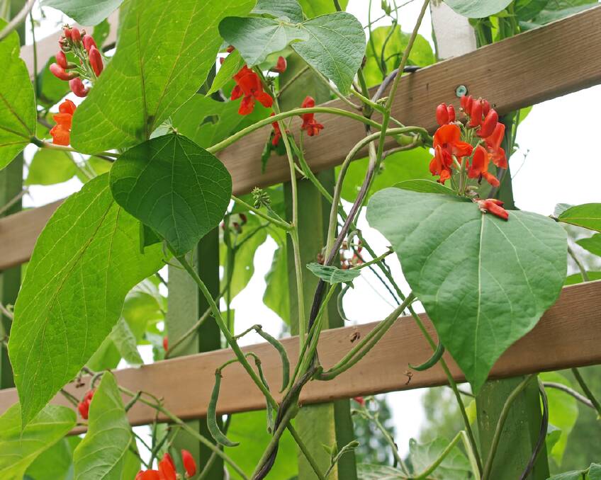 Scarlet runner beans have the additional advantage of striking red flowers.