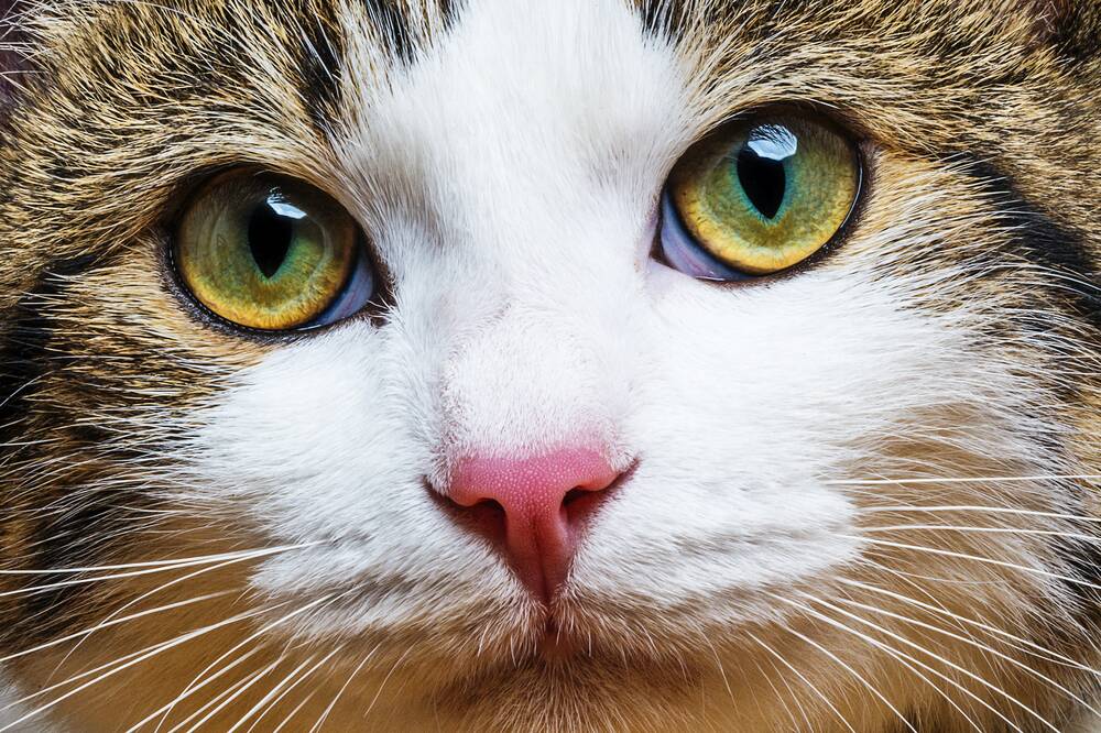 IN FOCUS: Never dismiss concerns about your pet's eyes or ignore symptoms which tell you there may be a problem.