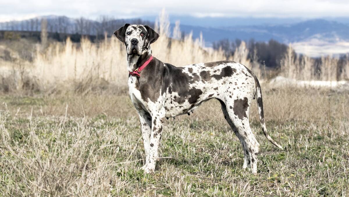 AT RISK: Deep-chested, large breeds like great danes can suffer from GDV.